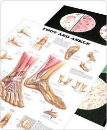 Anatomical Models and Charts :: Sports Supports | Mobility | Healthcare