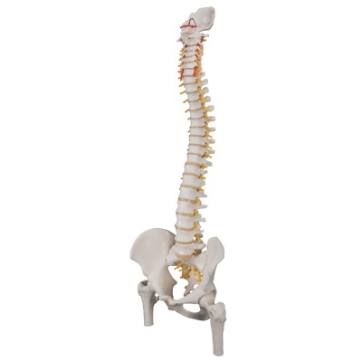 Classic Flexible Spine Femur Heads Model Health And Care