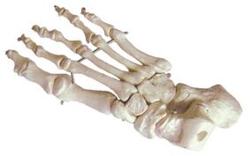 Anatomical Model of the Bones of the Foot :: Sports Supports | Mobility