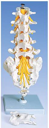 lumbar column