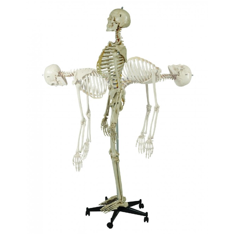 Rudiger Flexible Human Skeleton Model Health And Care