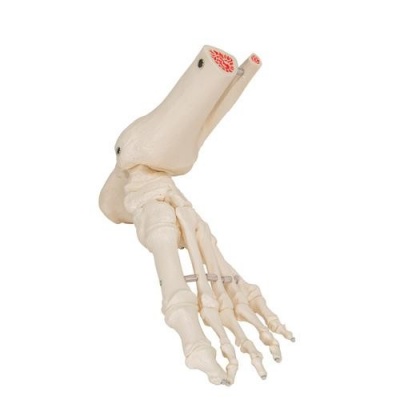 Loose Foot And Ankle Skeleton Anatomical Model Health And Care