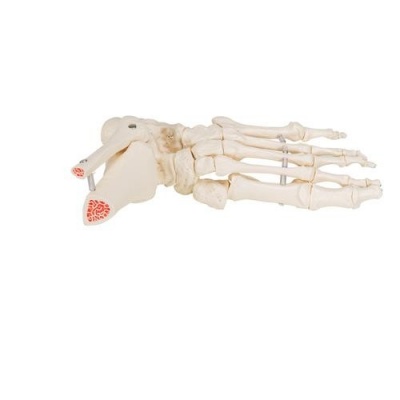 Loose Foot And Ankle Skeleton Anatomical Model Health And Care