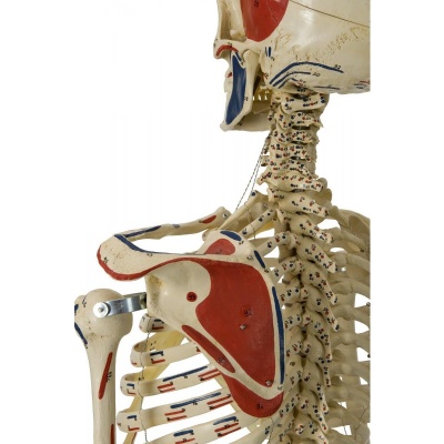 Rudiger Flexible Human Skeleton Model Health And Care