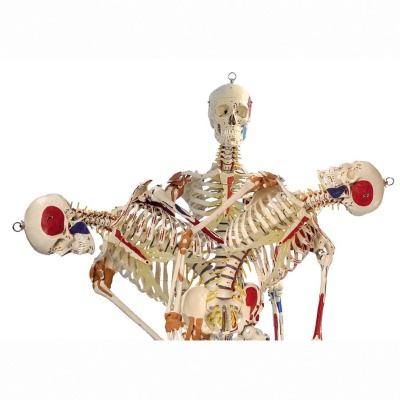 Full Size Skeleton Models Health And Care