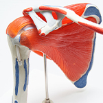 Joint and Muscle Models