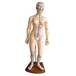 Acupressure and Acupuncture Models and Charts