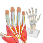 Arm and Hand Skeleton Models