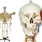 Full Size Skeleton Models