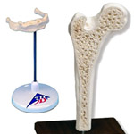 Individual Bone Models