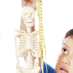 Mini Skeleton Models