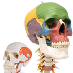 Skull Models