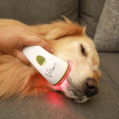 Best Red-Light Therapy For Dogs at Home