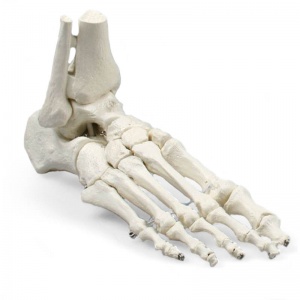 Lifesize Model Foot Skeleton with Tibia and Fibula Insertions | Health ...