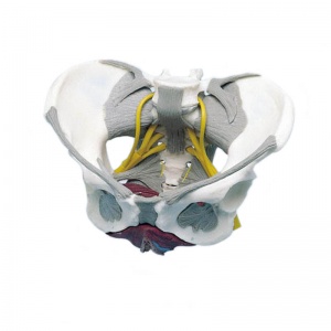 Female Pelvis Model with Ligaments, Nerves, and Pelvic Floor :: Sports ...