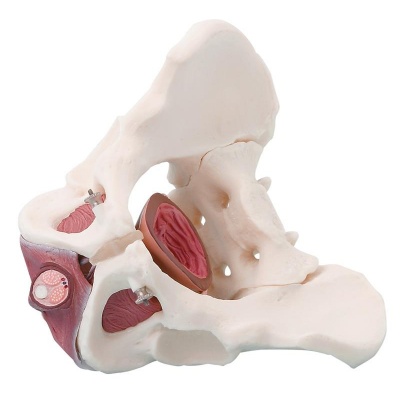 Model of Female Pelvic Girdle Muscle, Muscle Structure of The Pelvic Floor  of The Bladder with Two Column Sections : : Industrial & Scientific