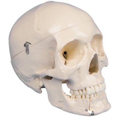 4-Part Dental Skull