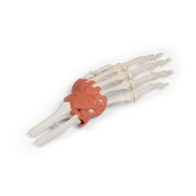 Hand and Wrist Anatomy Model