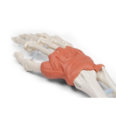 Hand and Wrist Anatomy Model