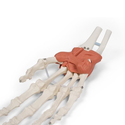 Hand and Wrist Anatomy Model