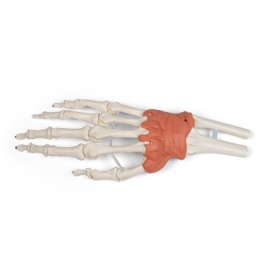 Hand and Wrist Anatomy Model