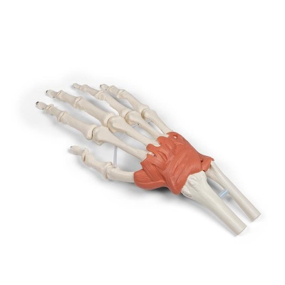 Hand and Wrist Anatomy Model