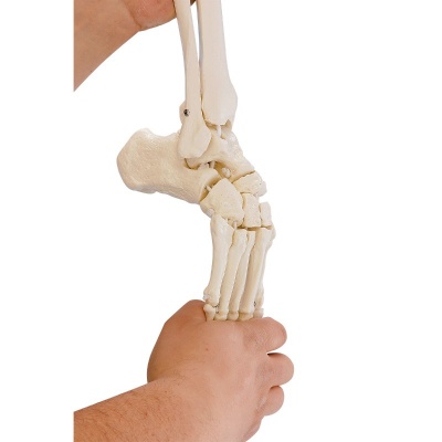 Model Leg Skeleton with Flexible Foot