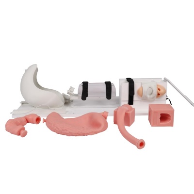 Erler Zimmer EGD EsophagoGastroDuodenoscopy Medical Simulator