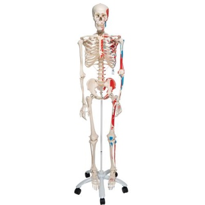 Model Skeleton With Painted Muscle Origins And Insertions