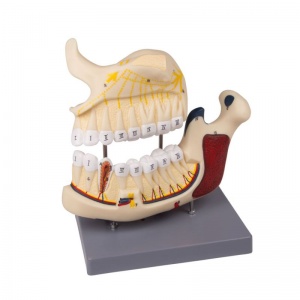 Upper and Lower Jaw Model