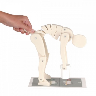 Manual Handling Set with Vertebral Column and Lifting Manikin