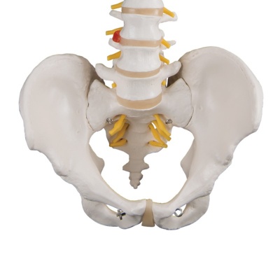 Spine Models | Health and Care