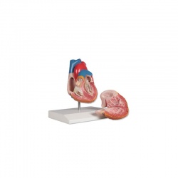 2-Part Anatomical Heart Model