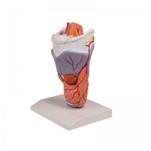 5-Part Larynx Model