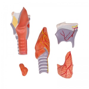 5-Part Larynx Model