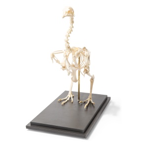 Chicken Skeleton Anatomy Model (Gallus Gallus Domesticus)