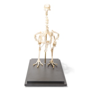 Chicken Skeleton Anatomy Model (Gallus Gallus Domesticus)