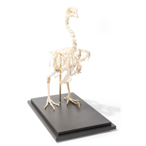 Chicken Skeleton Anatomy Model (Gallus Gallus Domesticus)