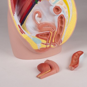 Life Size Female Pelvis Cross-Section Model