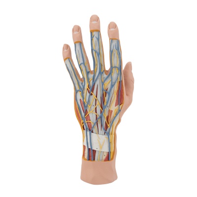 Internal Anatomical 3D Hand Model
