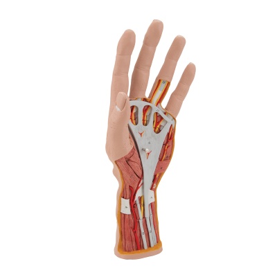 Internal Anatomical 3D Hand Model