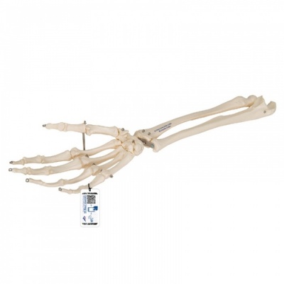 Hand Skeleton Model With Radius and Ulna Joint