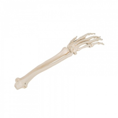 Hand Skeleton Model With Radius and Ulna Joint