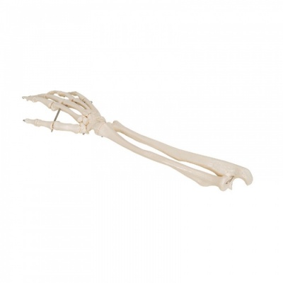 Hand Skeleton Model With Radius and Ulna Joint