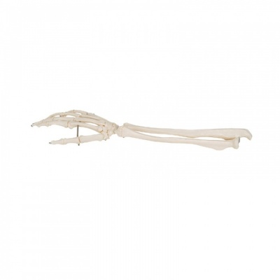 Hand Skeleton Model With Radius and Ulna | Health and Care