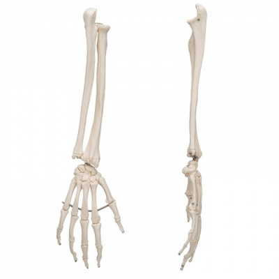 Hand Skeleton Model With Radius and Ulna Joint