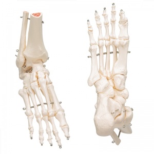 Foot and Ankle Skeleton Model | Health and Care