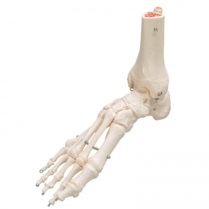 Foot and Ankle Skeleton Model