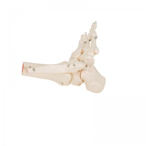 Foot and Ankle Skeleton Model