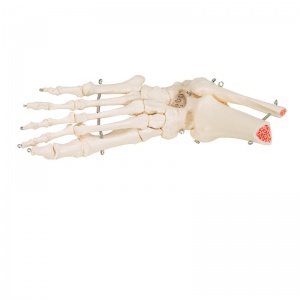 Foot and Ankle Skeleton Model